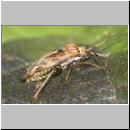 Lygus rugulipennis - Weichwanze 03c.jpg